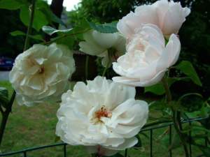 piante shabby chic rosa the generous gardener