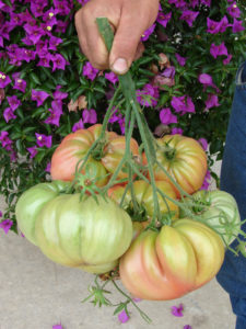 2012/07/pomodoro-Belmonte_7118cfa3.jpg