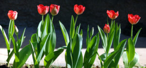 2012/07/tulipani_rossi_e4df4f3a.jpg