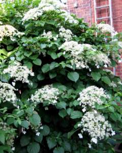 piante simili Hydrangea petiolaris