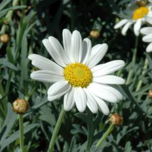 piante simili
