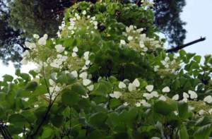 piante simili Schizophragma hydrangeoides