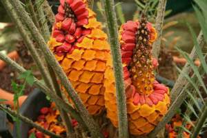 Encephalartos villosum