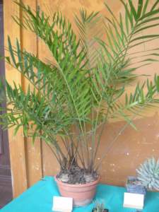 ceratozamia_mexicana1