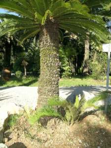 cycas adulta 3
