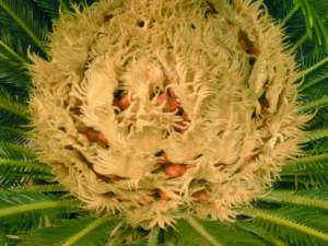 cycas_uova