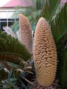 2013/02/pianta-cycas_54801a75.JPG