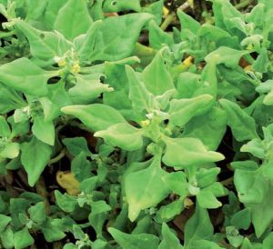 spinaci neozelandesi