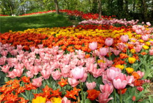 2013/03/PRALORMO_tulipani_916f8a7b.jpg