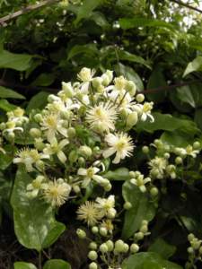 piante pioniere clematis vitalba