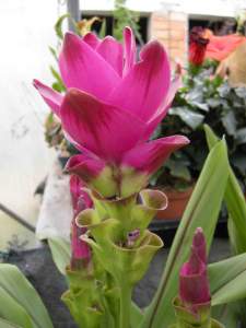 curcuma
