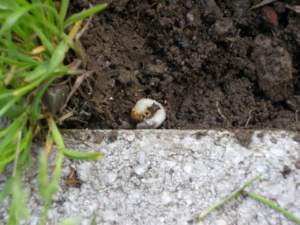 maggiolino_larva