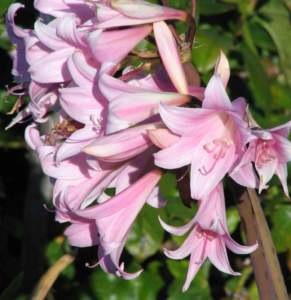 Amaryllis e ippeastro