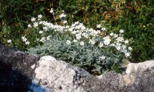 cerastium tomentosum piante resistenti al sole