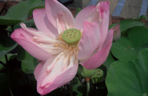 2013/09/fiore_di_loto_rosa_dc232214.jpg