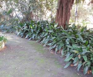 aspidistra