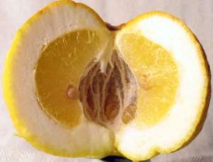 pompia aperta