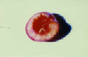Rhagoletis_cerasi1 copia