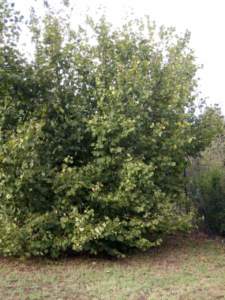 nocciolo pianta
