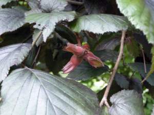 nocciolo atropurpurea nocciole