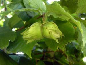 nocciolo nocciole