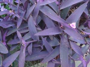 setcreasea_purpurea