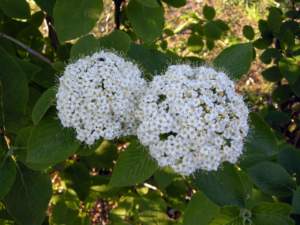 viburnum lantana