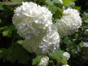 viburnum_opulus