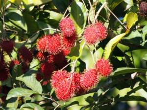 rambutan