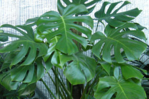 2013/12/monstera_356bea54.JPG