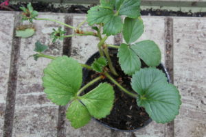 2014/02/fragaria_vesca_pianta_fragole_452a98b7.jpg