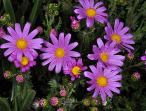 senecio