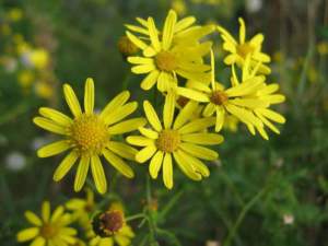 senecio