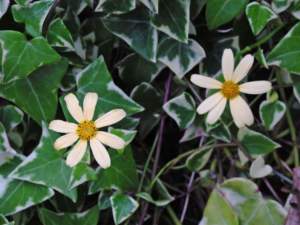senecio