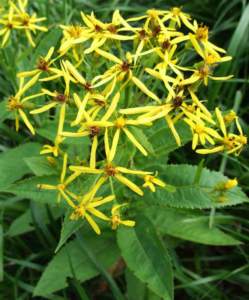 senecio
