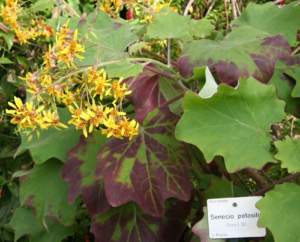 senecio