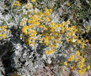 senecio