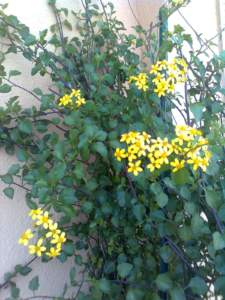 senecio