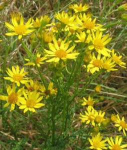 senecio