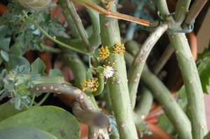 senecio