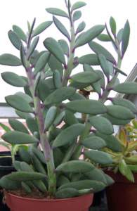 senecio