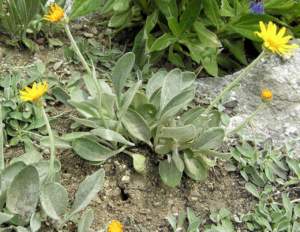 senecio