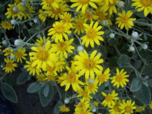 senecio