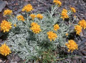 senecio