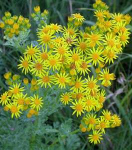 senecio