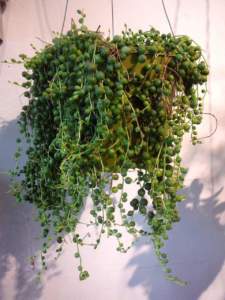 senecio