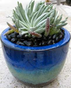 senecio