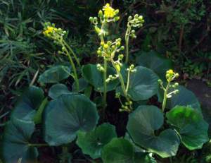senecio