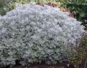 senecio