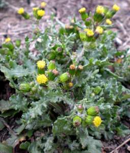 senecio
